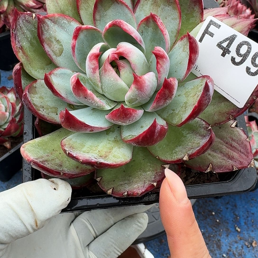 惊鸿惊鸿惊鸿 499.............