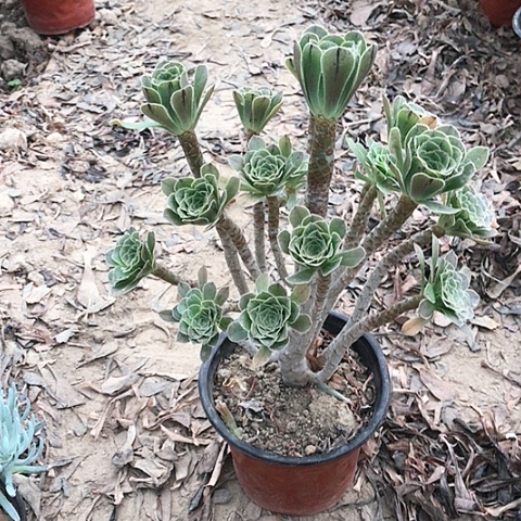 原始绿法师多肉植物11