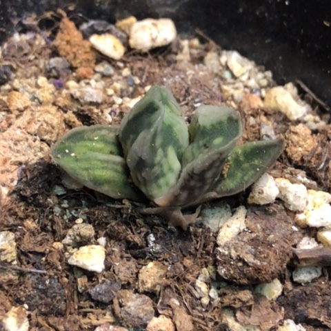 白鲸龙蜗牛2.5厘米带盆发货