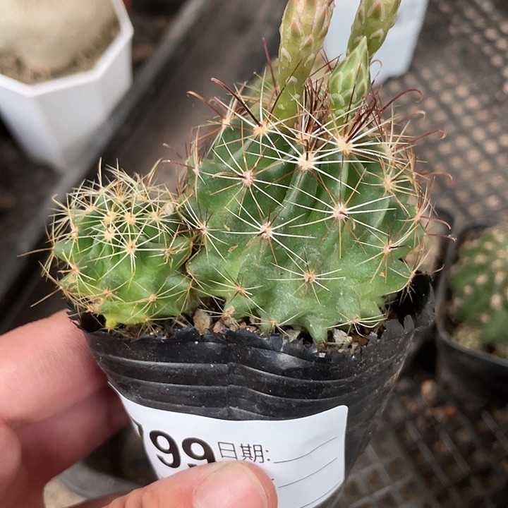 当前无花栽培后可以开花799仙人球开花植物