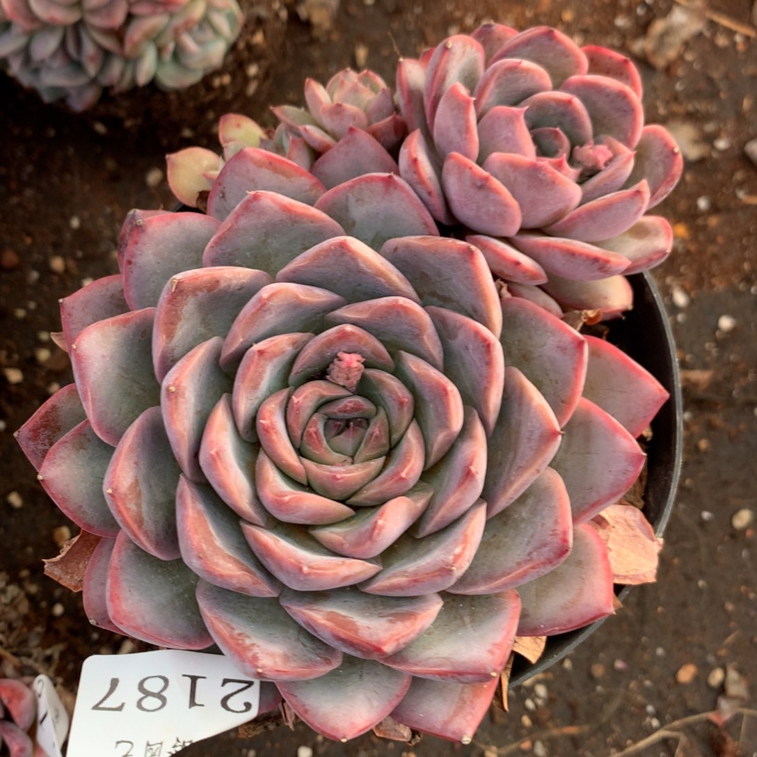 2187新年快乐发发发