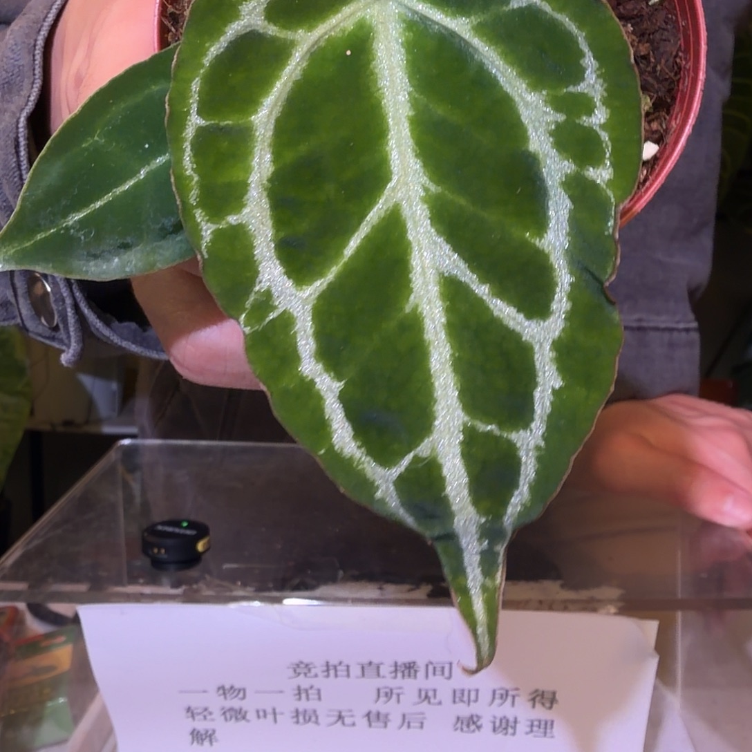 完全开放F307 个体龟甲