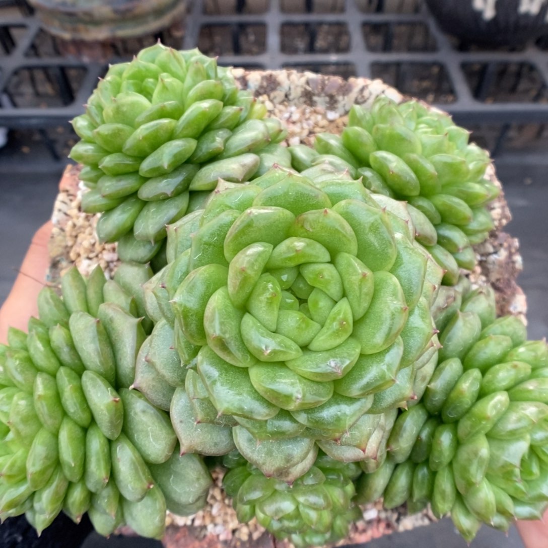 一代灯泡珍妮群生。   