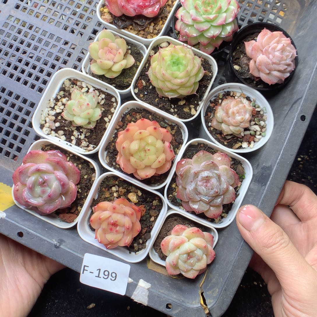 无花朵F199。yyyyyytyy