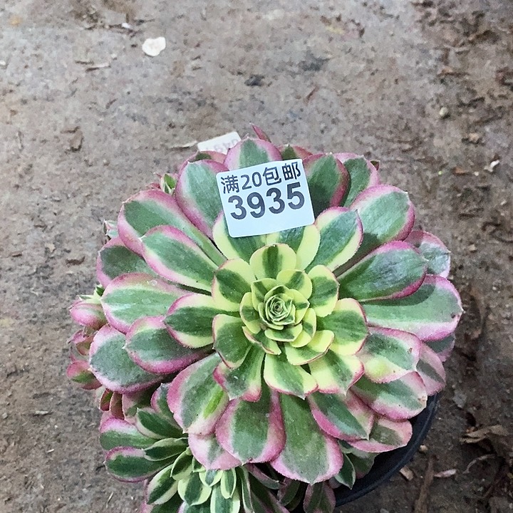 3935 一颗水蜜桃法师