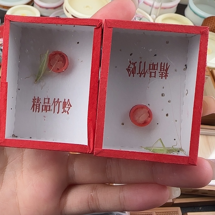 蟋蟀青竹两只长须