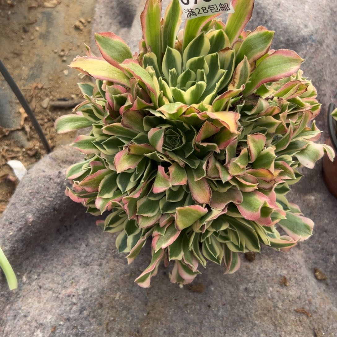 905多肉    雨花石     