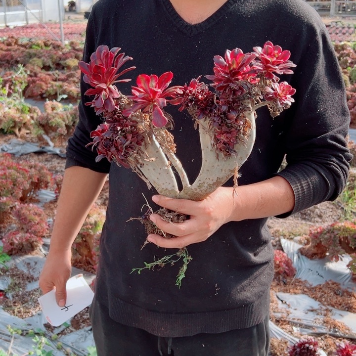 丽娜醉话48号多肉法师