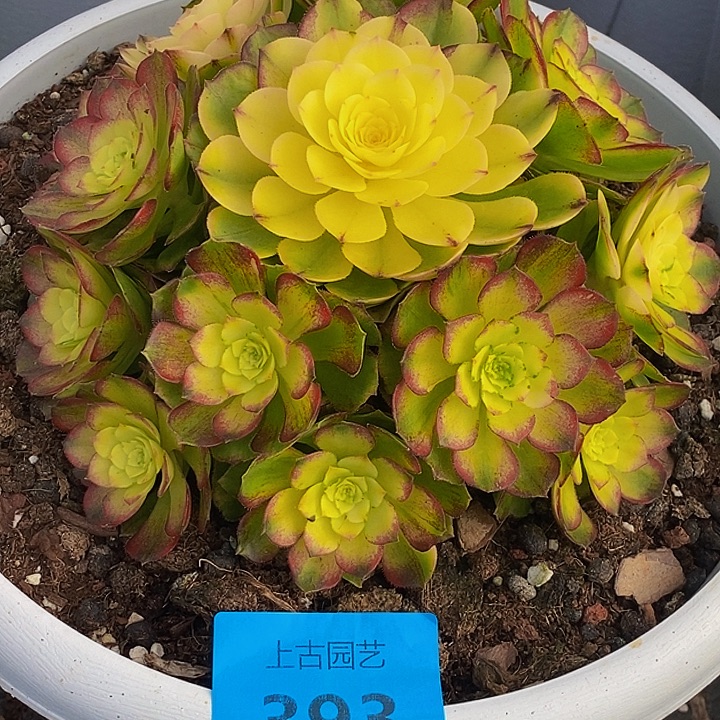 津***玮完全开放上古园艺393