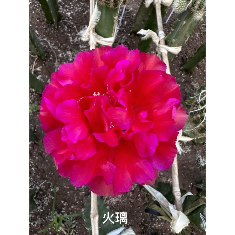 自根火璃彩草尺寸以直播间为准环境不同开花不同介意勿拍
