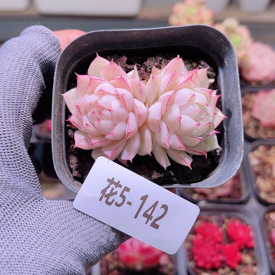 花05-142女王双头