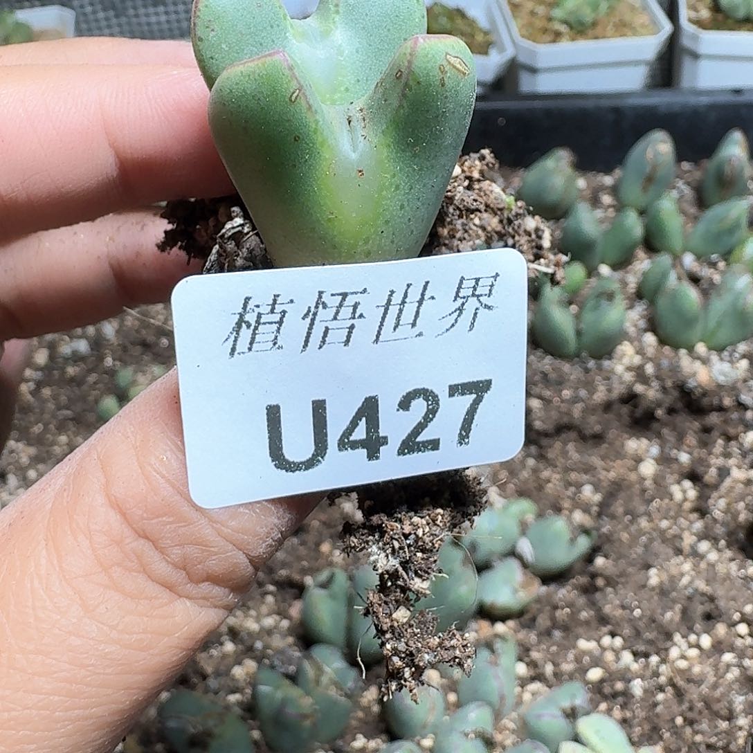 427号多肉植物哇f g