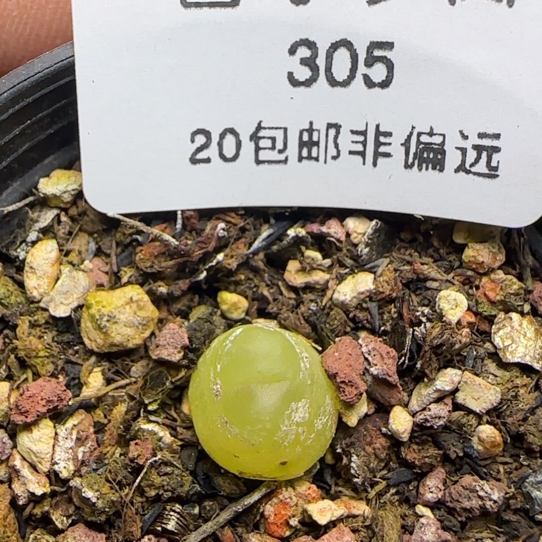 拉登0.9福利。       