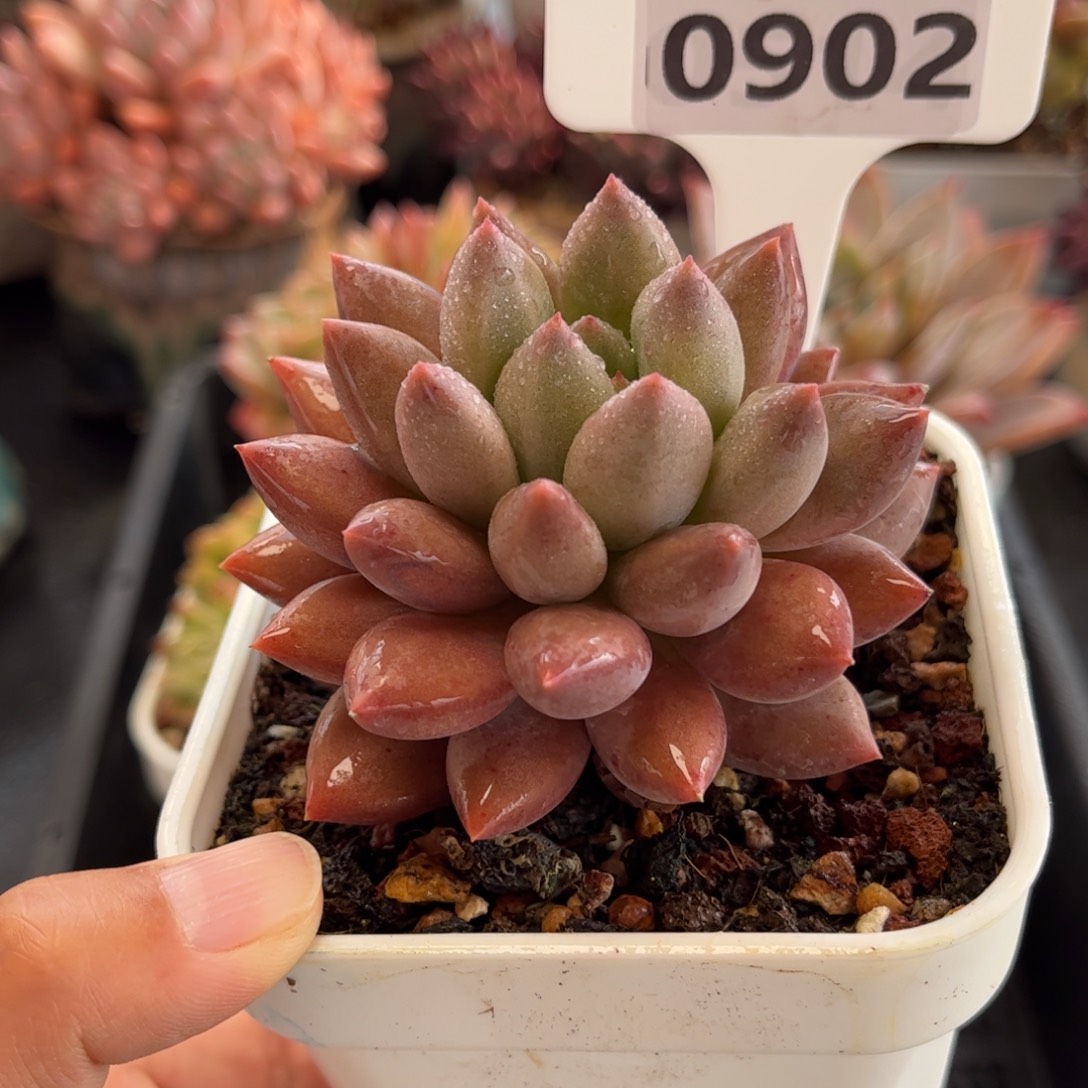 0902 天冷必拍保温箱