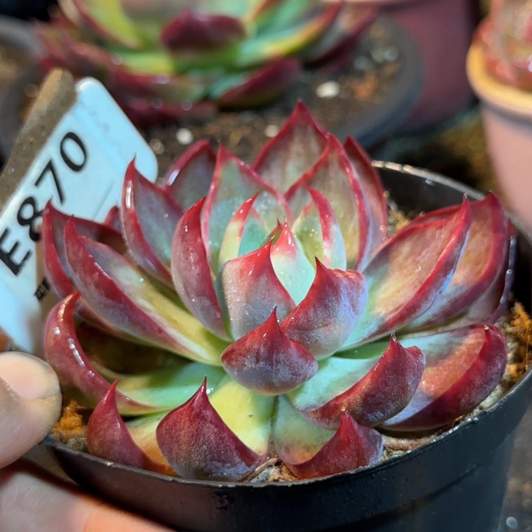 惊鸿一物一拍包装收缩花旱870