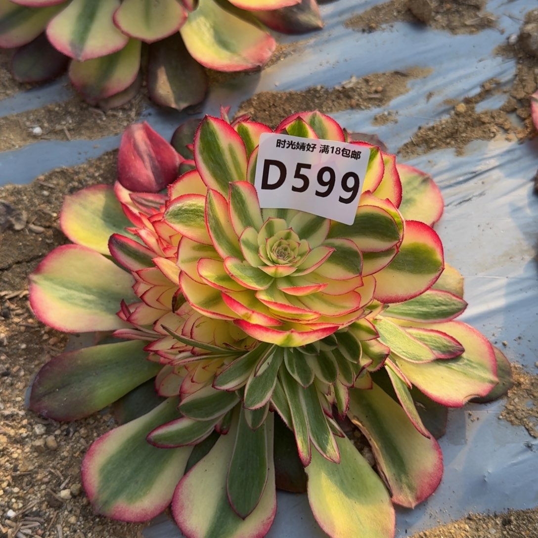 599荔枝多肉植物