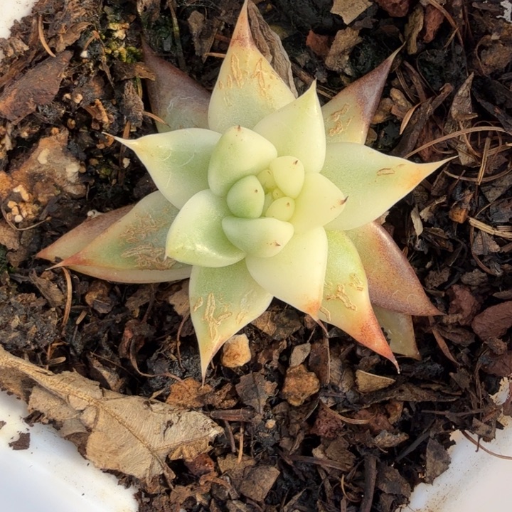 弗兰克锦多肉植物