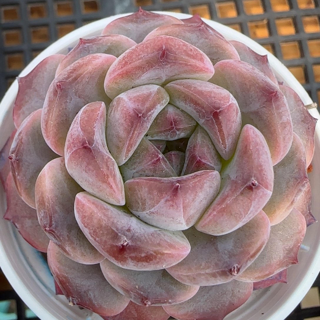 花语逸境0212-301