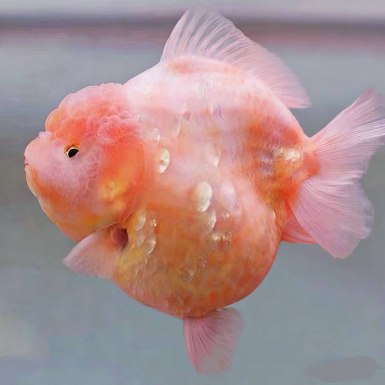 5【到货拍开箱视频否则无售后】入缸不保