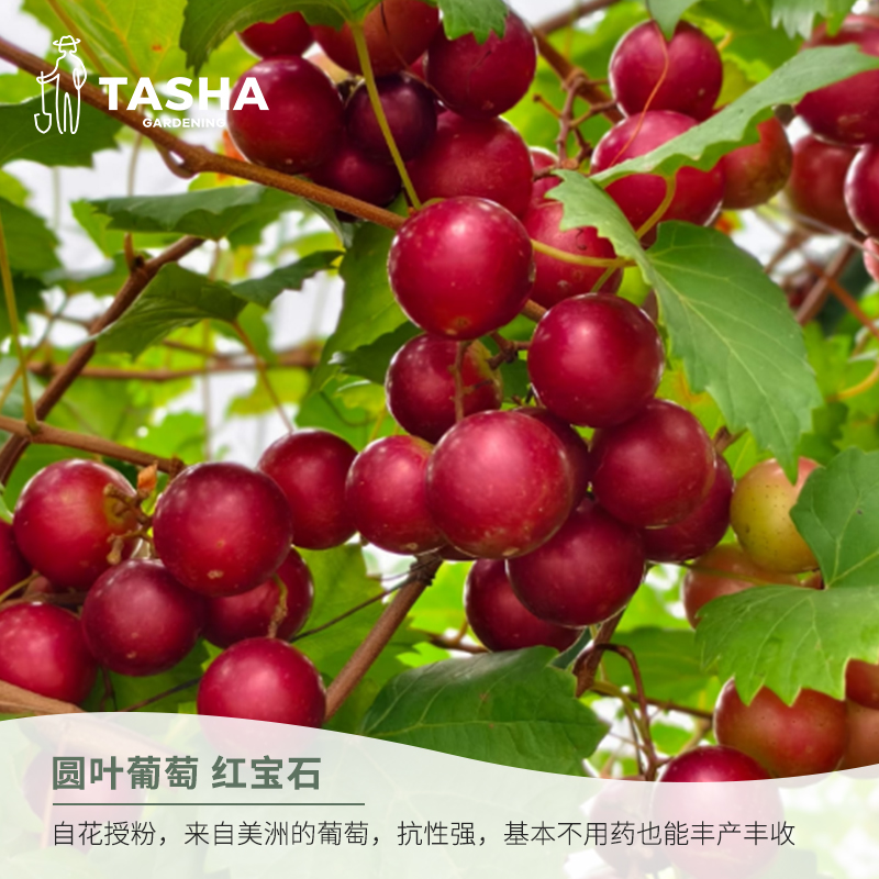 塔莎的花园圆叶葡萄马斯卡丁红宝石果树好养易活家庭果蔬种植