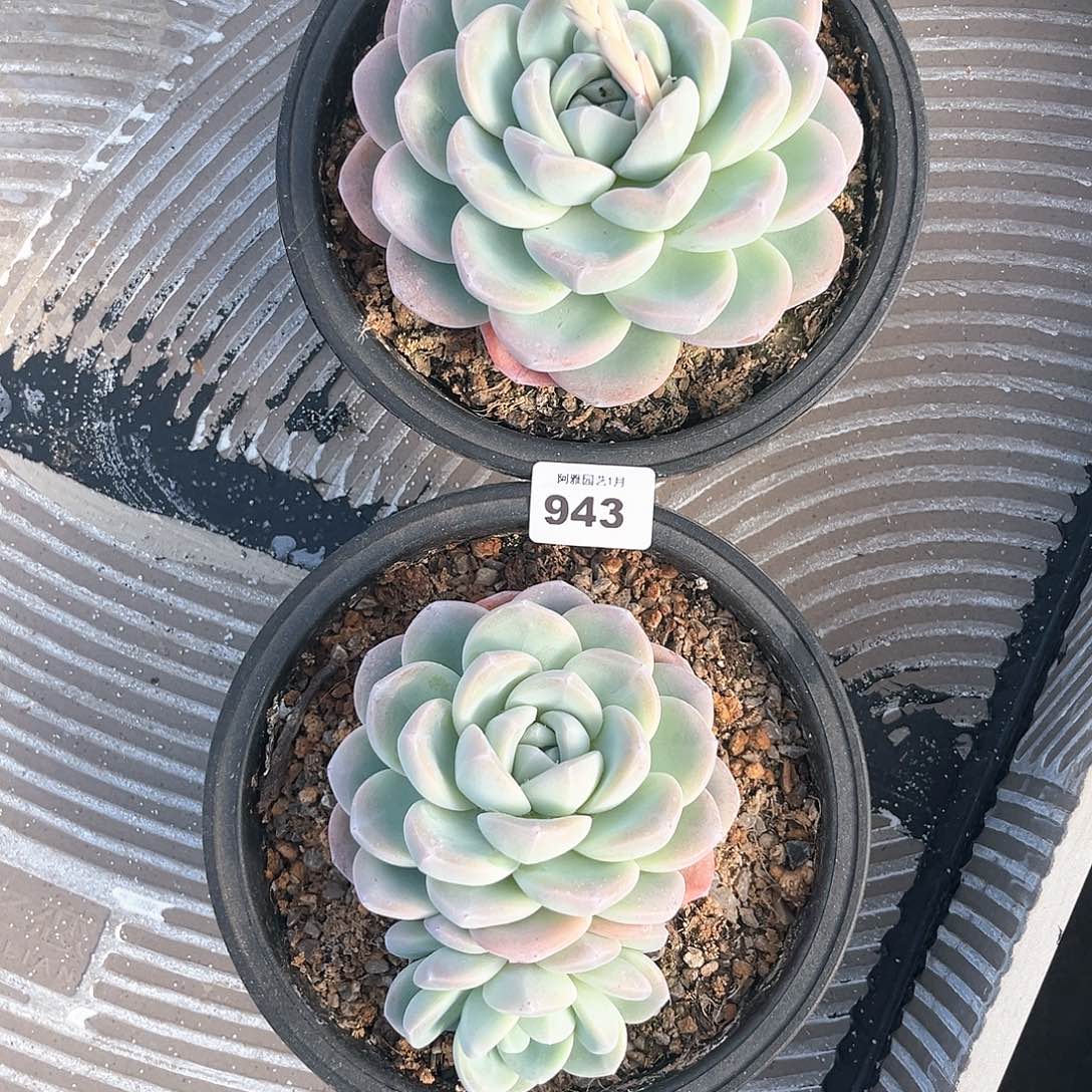 阿雅园艺。            943量拍