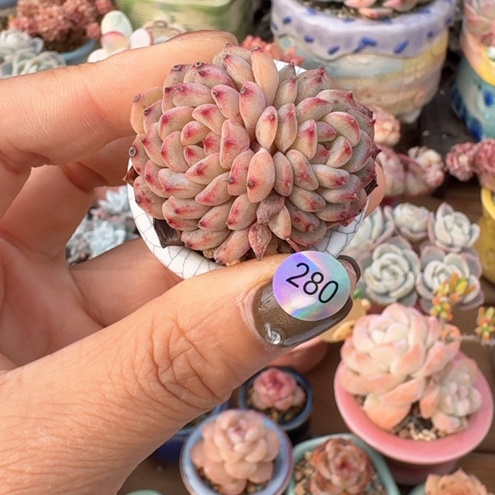 280 多肉含盆土 满30元包邮 除偏远