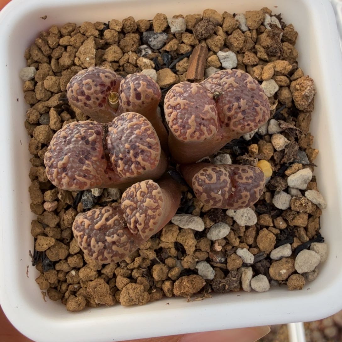 橘****y韩国杨梅鱼子酱勋章 12-2-L24