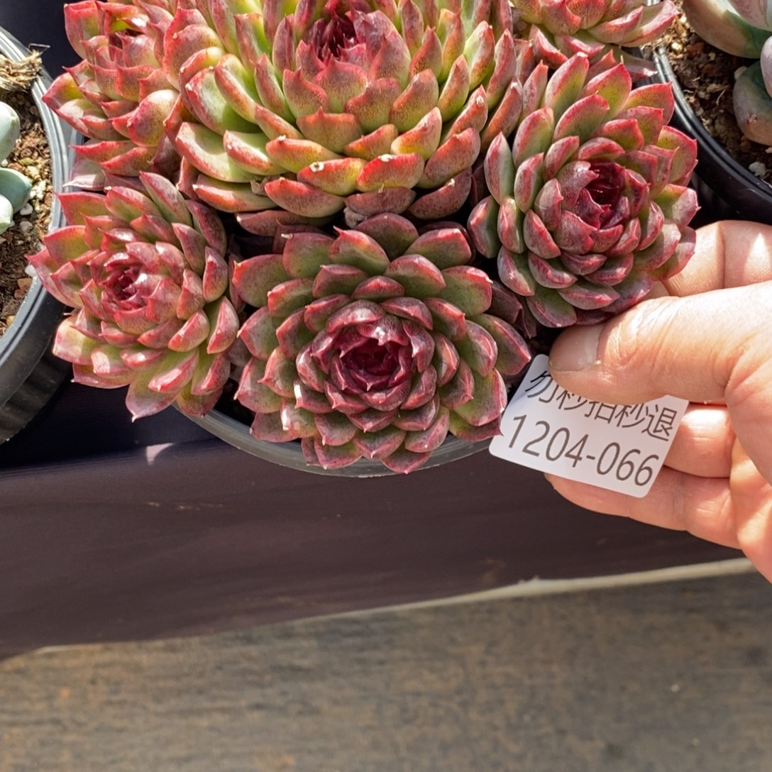 两单包邮1204-66溜溜球