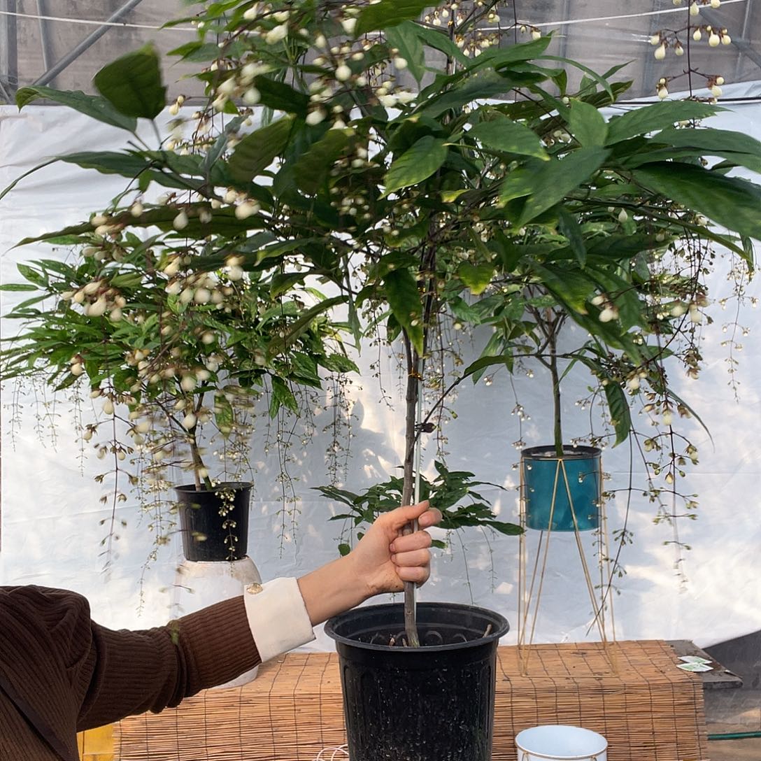 张***君大部分花苞少量开放垂丝茉莉泰国长花序