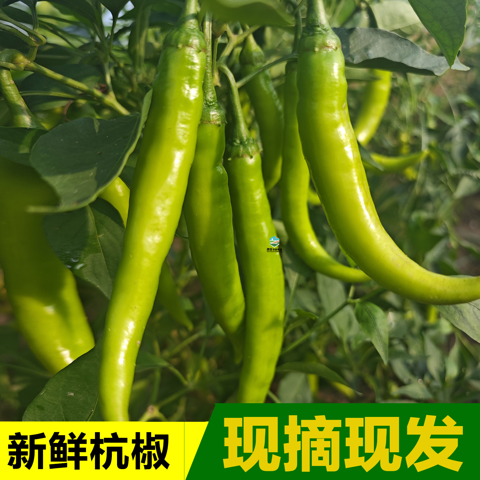 新鲜椒现摘新鲜辣杭椒辣椒农家自种杭椒腌制新鲜杭椒产地直供包邮