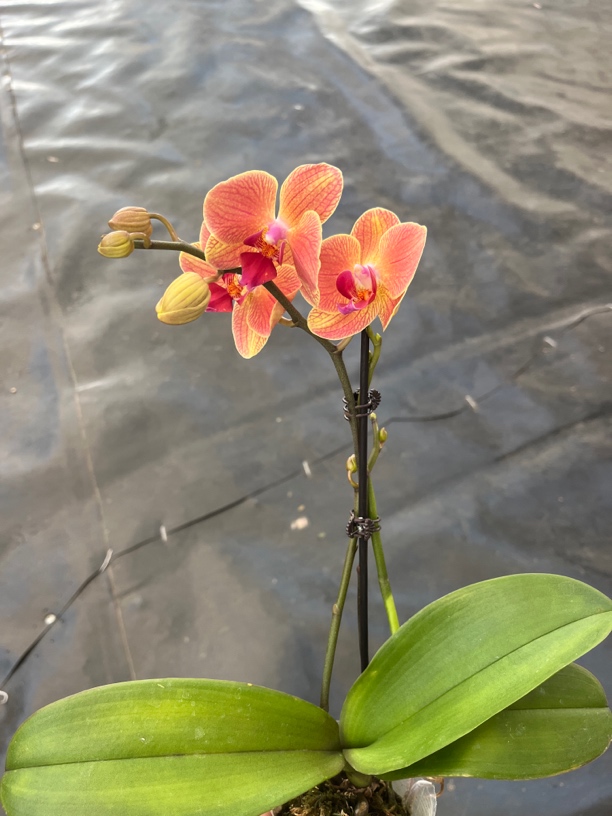 鲜花《奶酪》蝴蝶兰云南源头基地直发