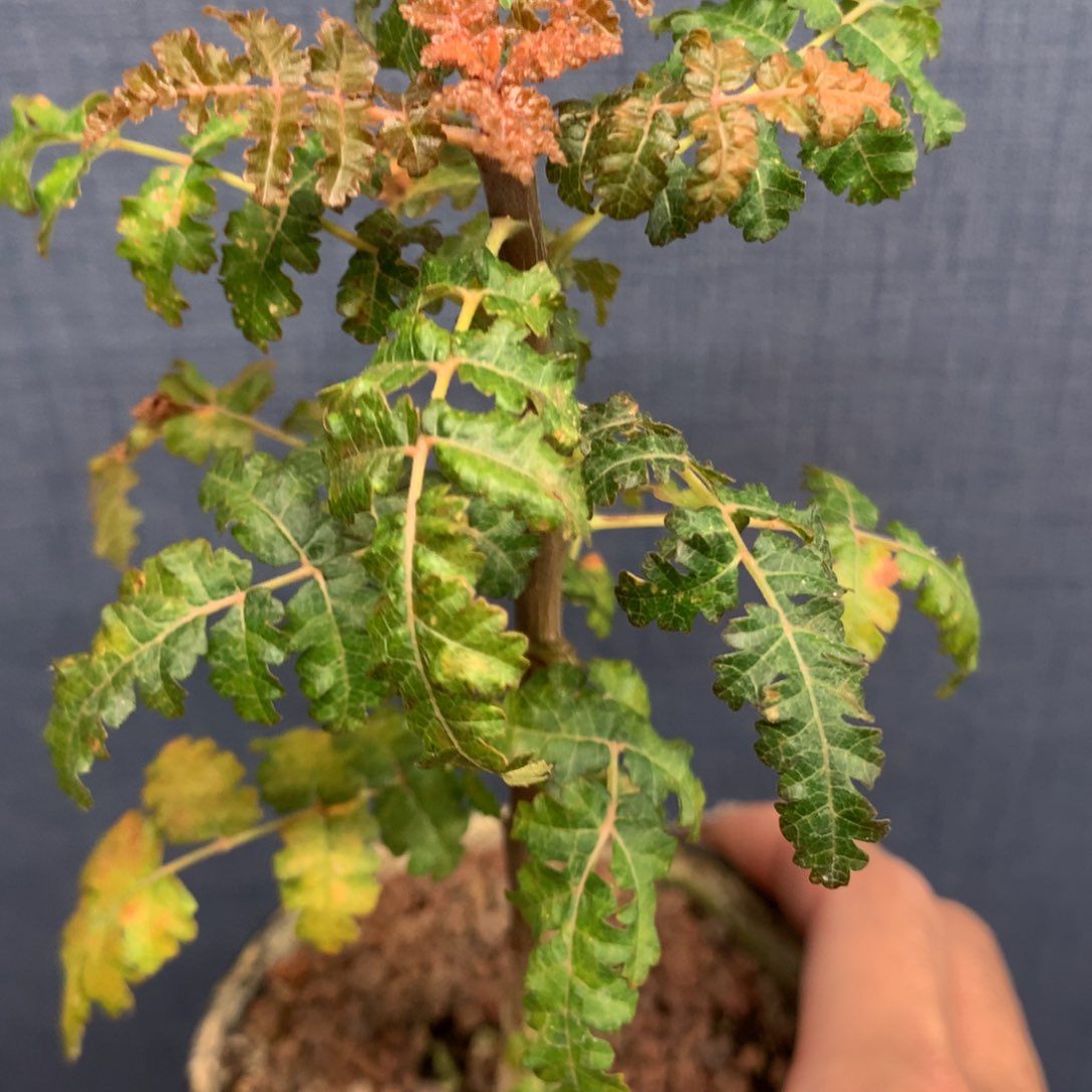 索娜乳香实生带盆