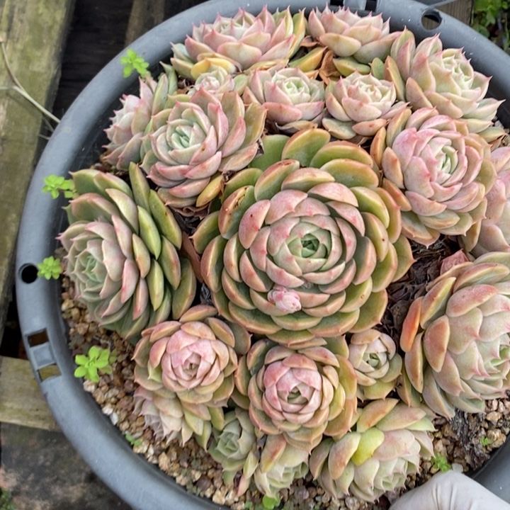 控养昂斯洛无砍老桩