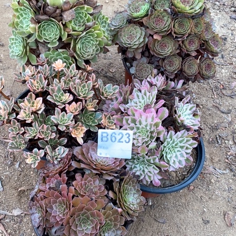 じ***℘623五颗法师多肉植物