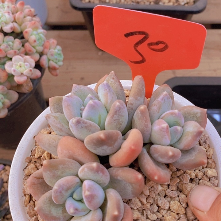 这个我就知道这点