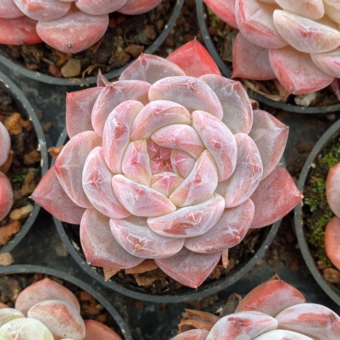 精品多肉一物一拍不包整179