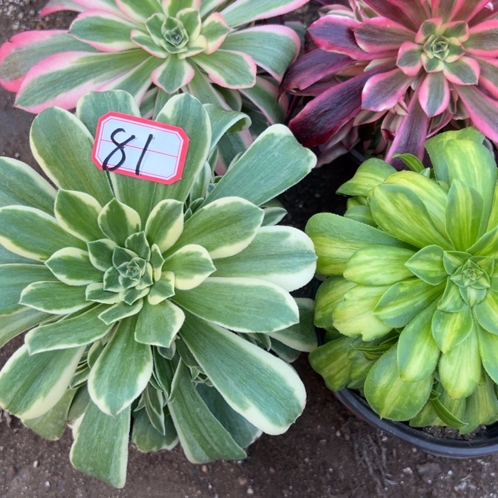 多肉植物81不售后