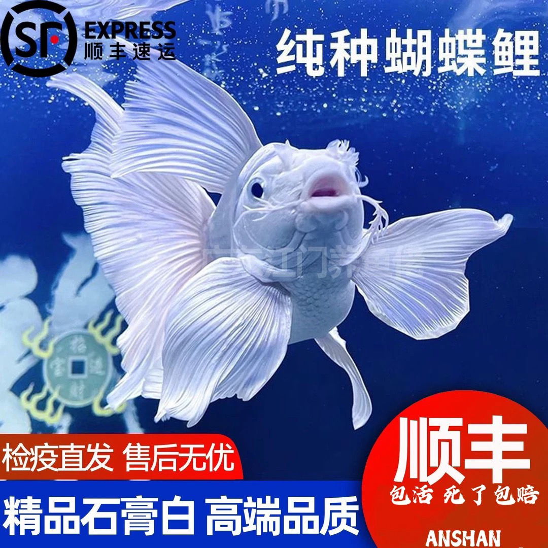 纯种蝴蝶鲤观赏鱼大鳍长尾好养耐活
