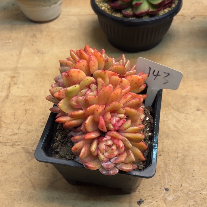 多肉植物，星影143号