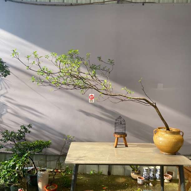 海岛春花熟桩盆景植物盆景树下山老桩87号老桩老桩盆景盆栽室内