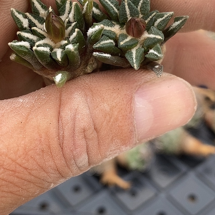 牡丹黑牡丹两个一组！！！