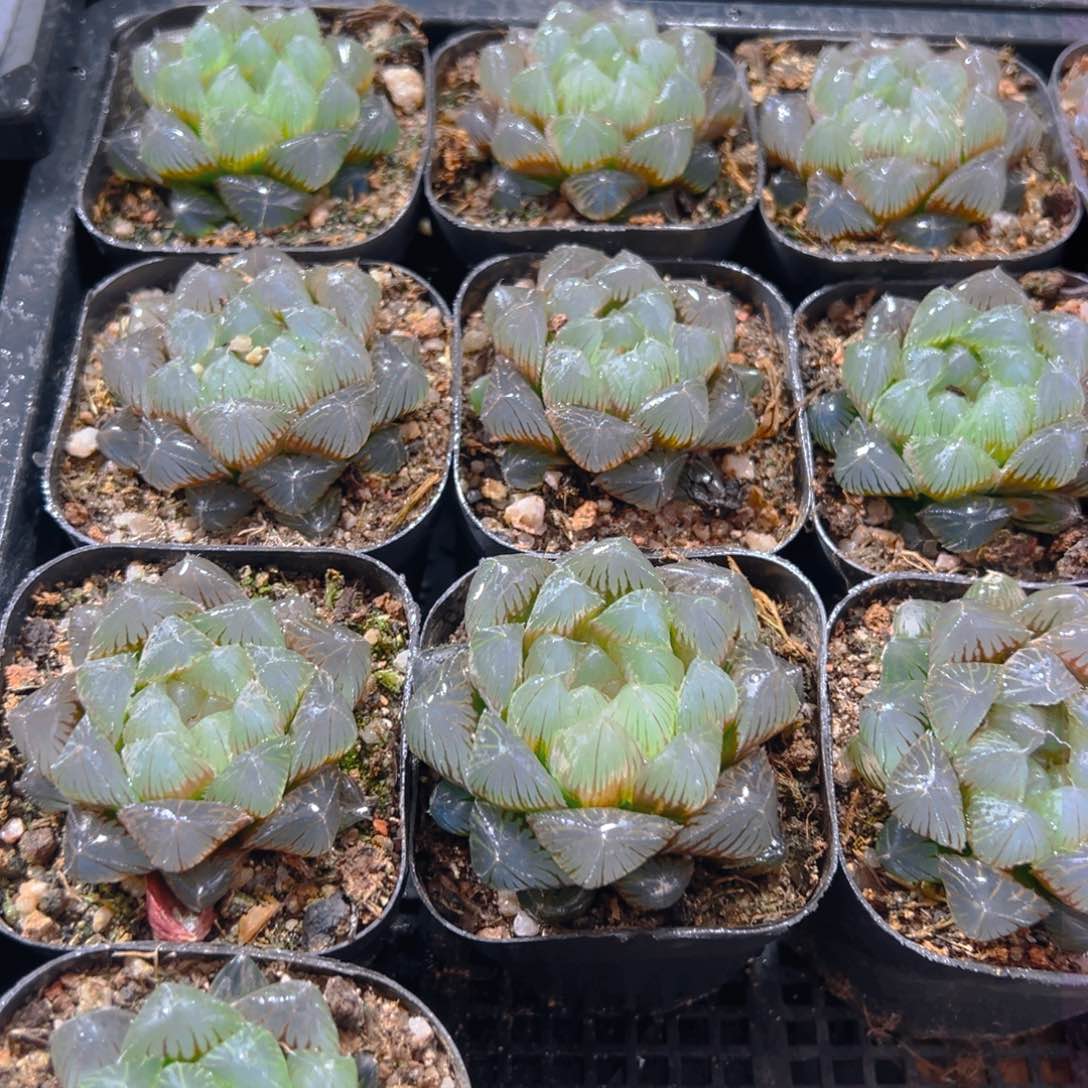 蓝光玉露多肉多肉一颗