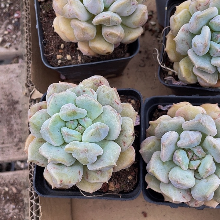 大超奶带盆土发货