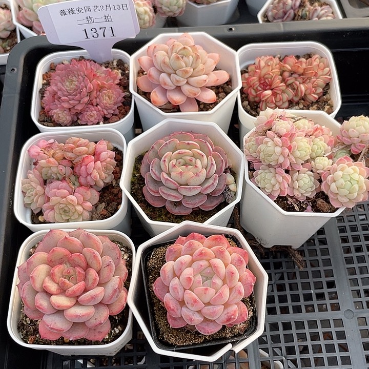 薇薇安园艺多肉1371
