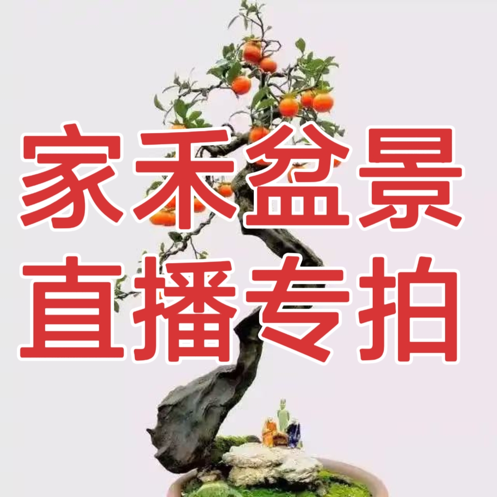 二号链接，灌木金弹子，一拍一付，实物为准