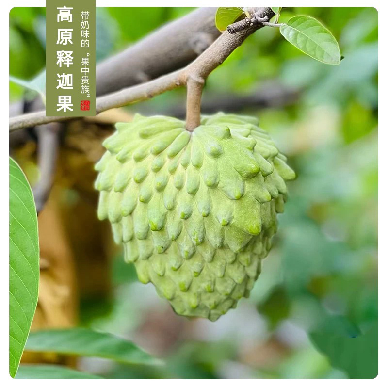 【超级福袋】云南牛奶凤梨释迦果软糯香甜老树果冰淇淋口感