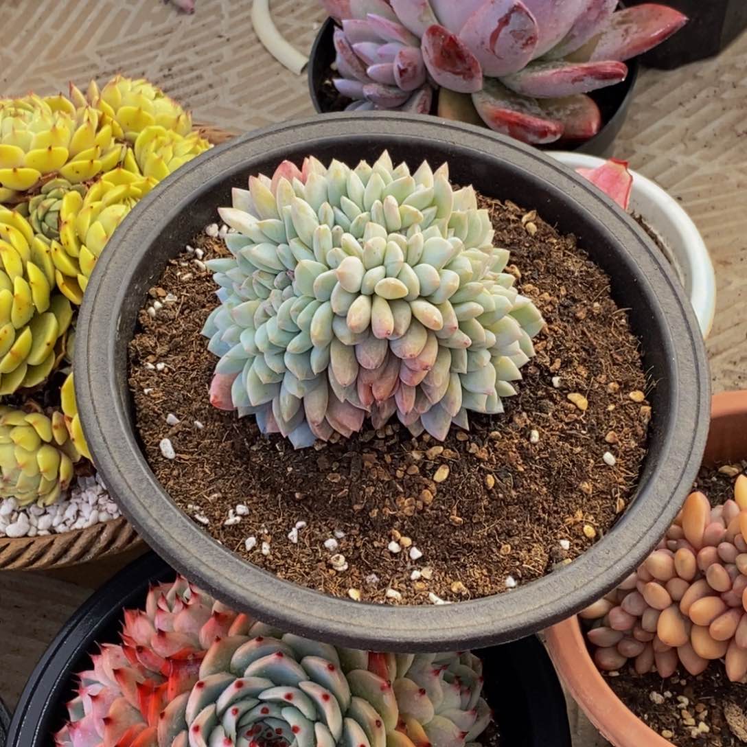 ?****y48包邮一物一拍多肉