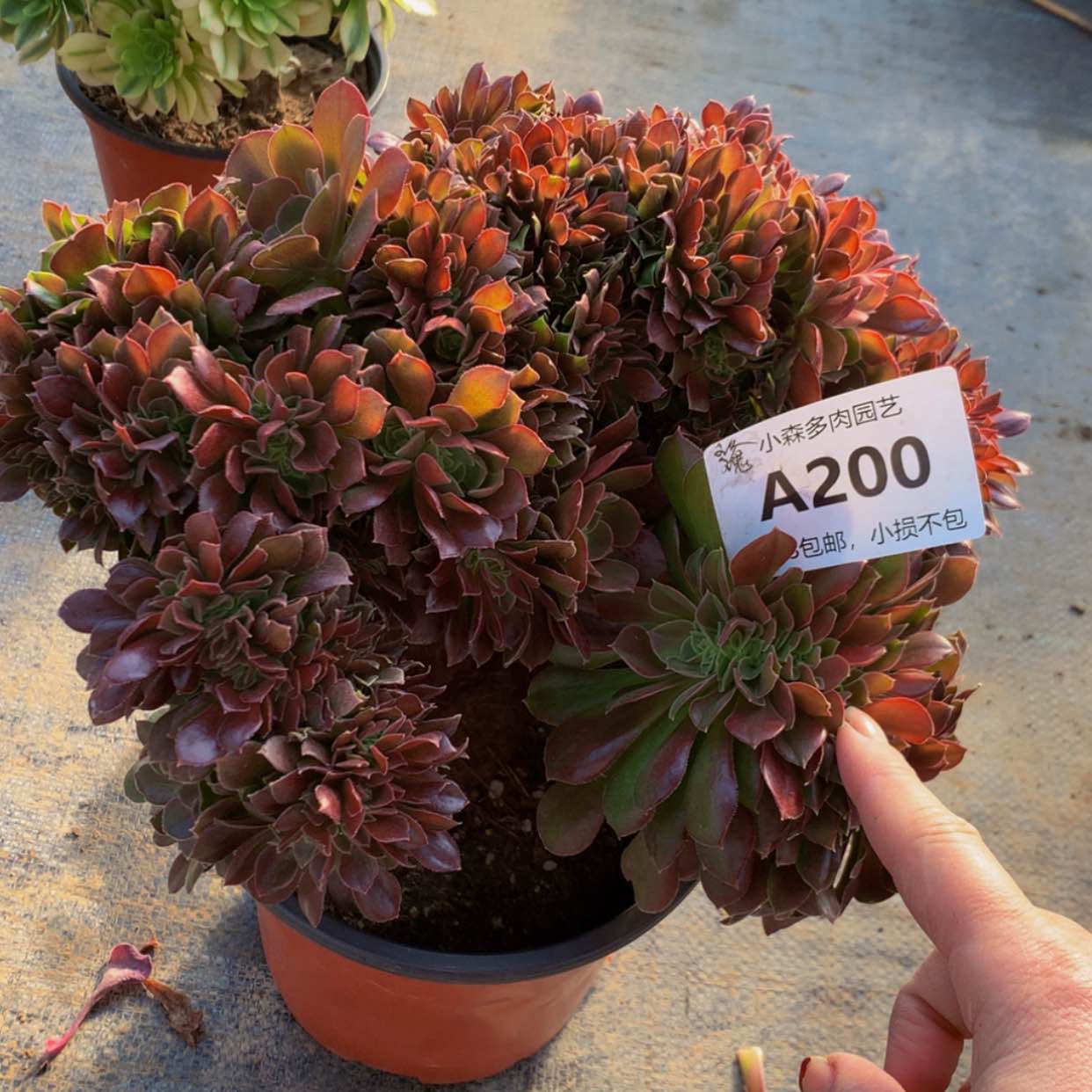 【闪购商品】200玫瑰多肉