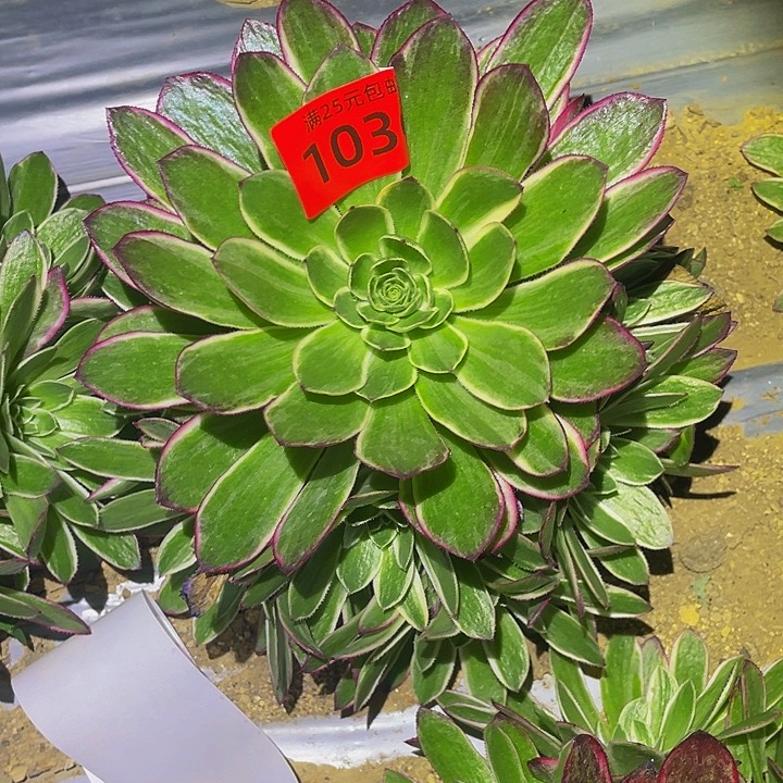 1036海王带中班彩多肉植物