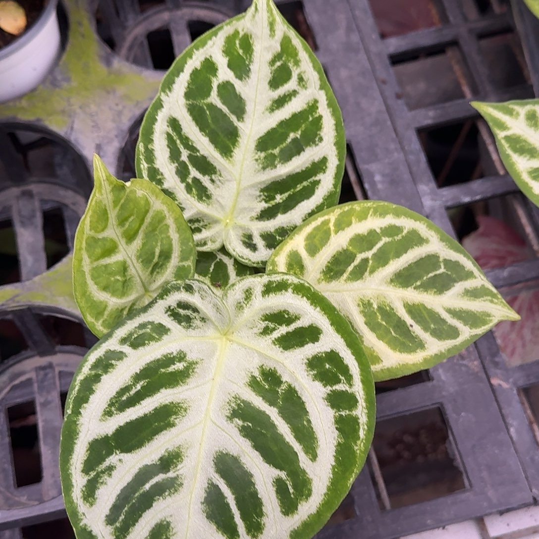 完全开放Y158铜锣烧